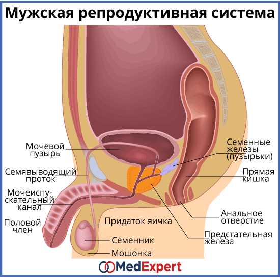 Как контролировать эякуляцию у мужчин: методы отсрочки семяизвержения